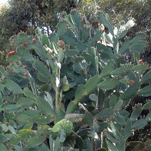 Opuntia tomentosa at Tara, QLD - 16 Nov 2014 by RodDeb