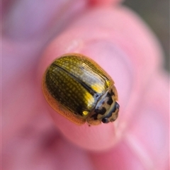 Paropsisterna agricola (Eucalyptus leaf beetle) at Bungendore, NSW by clarehoneydove