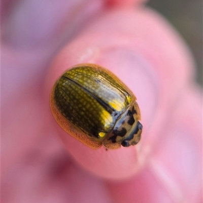 Paropsisterna agricola (Eucalyptus leaf beetle) by clarehoneydove