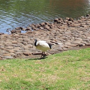 Threskiornis molucca (Australian White Ibis) at Darling Heights, QLD - 15 Nov 2014 by RodDeb