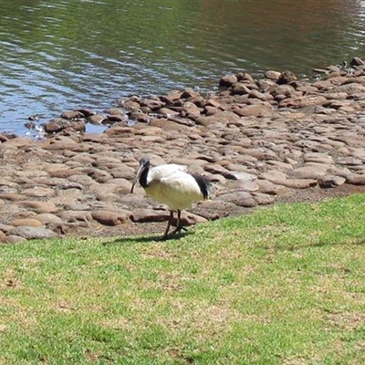 Threskiornis molucca (Australian White Ibis) at Darling Heights, QLD - 15 Nov 2014 by RodDeb