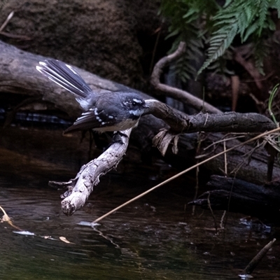 Rhipidura albiscapa (Grey Fantail) at Mittagong, NSW - 21 Feb 2025 by Aussiegall