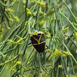 Commius elegans at Bungendore, NSW - 19 Feb 2025 10:08 AM