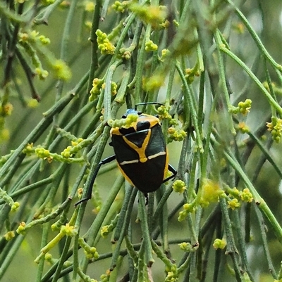 Commius elegans (Cherry Ballart Shield Bug) at Bungendore, NSW - 19 Feb 2025 by clarehoneydove