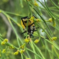 Commius elegans at Bungendore, NSW - 19 Feb 2025 10:08 AM