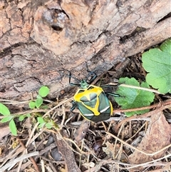 Commius elegans at Bungendore, NSW - 19 Feb 2025 10:08 AM