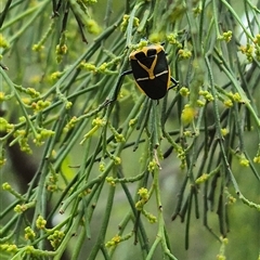 Commius elegans at Bungendore, NSW - 19 Feb 2025 10:08 AM