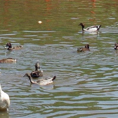 Chenonetta jubata (Australian Wood Duck) at Darling Heights, QLD - 15 Nov 2014 by RodDeb