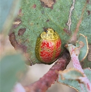 Paropsisterna fastidiosa (Eucalyptus leaf beetle) at Bungendore, NSW - 19 Feb 2025 by clarehoneydove