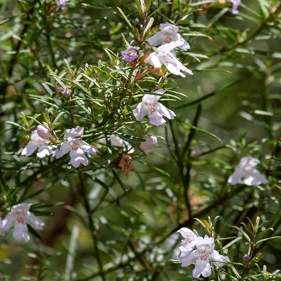 Prostanthera linearis (Narrow-leaf Mint-bush) at Mittagong, NSW - 21 Feb 2025 by Aussiegall