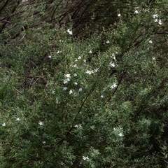 Prostanthera linearis at Mittagong, NSW - 21 Feb 2025 12:57 PM