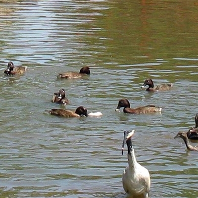 Aythya australis (Hardhead) at Darling Heights, QLD - 15 Nov 2014 by RodDeb