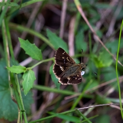 Dispar compacta (Barred Skipper) at Mittagong, NSW - 21 Feb 2025 by Aussiegall