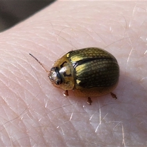 Paropsisterna agricola at Gurrundah, NSW - 18 Feb 2025 by clarehoneydove