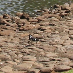 Grallina cyanoleuca (Magpie-lark) at Darling Heights, QLD - 15 Nov 2014 by RodDeb