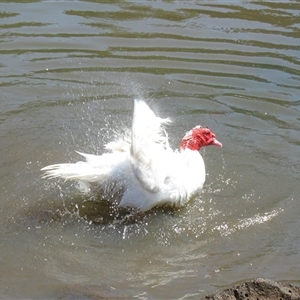 Cairina moschata at Darling Heights, QLD - 15 Nov 2014 07:02 PM