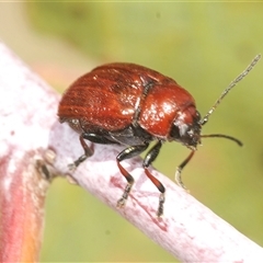 Aporocera (Aporocera) haematodes (A case bearing leaf beetle) at Rocky Plain, NSW - 19 Feb 2025 by Harrisi