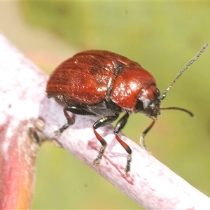 Aporocera (Aporocera) haematodes at Rocky Plain, NSW - 19 Feb 2025 by Harrisi