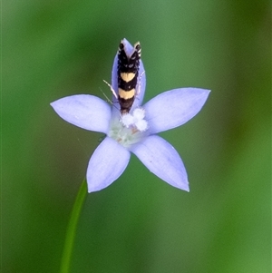 Glyphipterix chrysoplanetis at Mittagong, NSW - 21 Feb 2025 by Aussiegall