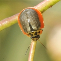 Paropsisterna agricola (Eucalyptus leaf beetle) at Rocky Plain, NSW - 19 Feb 2025 by Harrisi