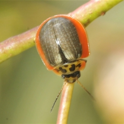 Paropsisterna agricola (Eucalyptus leaf beetle) at Rocky Plain, NSW - 19 Feb 2025 by Harrisi