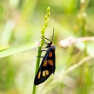 Amata nigriceps (A Handmaiden moth) at Mittagong, NSW - 21 Feb 2025 by Aussiegall