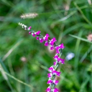 Spiranthes australis (Austral Ladies Tresses) at Mittagong, NSW - 21 Feb 2025 by Aussiegall