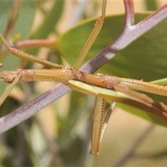 Unidentified Stick insect (Phasmatodea) at Rocky Plain, NSW - 19 Feb 2025 by Harrisi