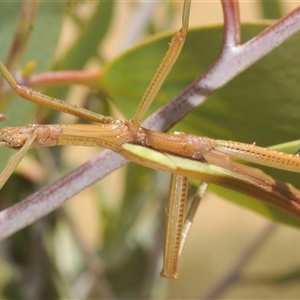 Unidentified Stick insect (Phasmatodea) at Rocky Plain, NSW - 19 Feb 2025 by Harrisi