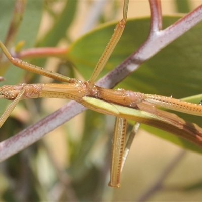 Unidentified Stick insect (Phasmatodea) at Rocky Plain, NSW - 19 Feb 2025 by Harrisi