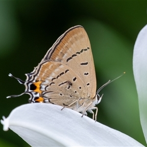 Jalmenus ictinus (Stencilled Hairstreak) at Penrose, NSW - 22 Feb 2025 by Aussiegall