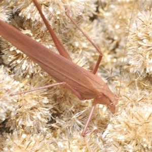 Unidentified Katydid (Tettigoniidae) at Nimmo, NSW - 19 Feb 2025 by Harrisi