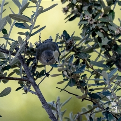 Smicrornis brevirostris (Weebill) at Higgins, ACT - 21 Feb 2025 by Untidy