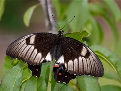 Papilio aegeus (Orchard Swallowtail, Large Citrus Butterfly) at Penrose, NSW - 23 Feb 2025 by Aussiegall