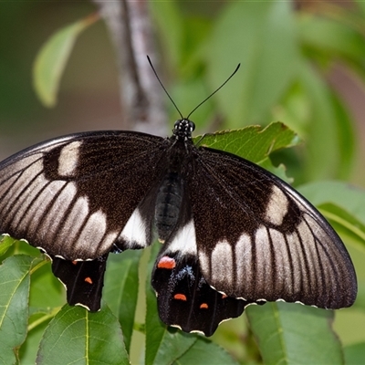 Papilio aegeus (Orchard Swallowtail, Large Citrus Butterfly) at Penrose, NSW - 23 Feb 2025 by Aussiegall