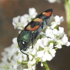 Castiarina sexplagiata (Jewel beetle) at Shannons Flat, NSW - 19 Feb 2025 by Harrisi