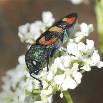 Castiarina sexplagiata (Jewel beetle) at Shannons Flat, NSW - 19 Feb 2025 by Harrisi