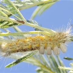 Orgyia anartoides (Painted Apple Moth) at Weetangera, ACT - 21 Feb 2025 by Harrisi