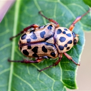 Neorrhina punctatum at Penrose, NSW - suppressed