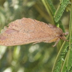 Elhamma australasiae (A Swift or Ghost moth (Hepialidae)) at Weetangera, ACT - 21 Feb 2025 by Harrisi