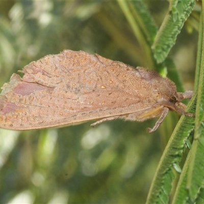 Elhamma australasiae (A Swift or Ghost moth (Hepialidae)) at Weetangera, ACT - 21 Feb 2025 by Harrisi