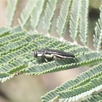 Agrilus hypoleucus (Hypoleucus jewel beetle) at Weetangera, ACT - 21 Feb 2025 by Harrisi