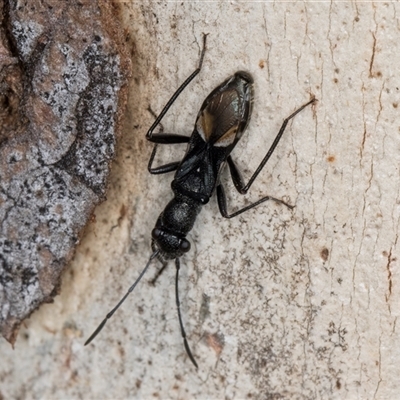 Daerlac nigricans (Ant Mimicking Seedbug) at Dunlop, ACT - 19 Feb 2025 by kasiaaus