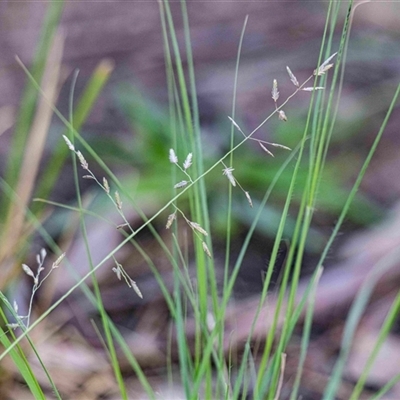 Eragrostis brownii (Common Love Grass) at Higgins, ACT - 18 Feb 2025 by Untidy