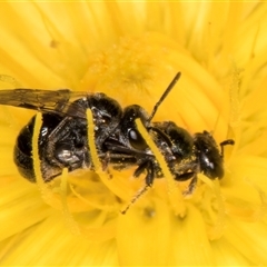 Lasioglossum sp. (genus) (Furrow Bee) at Dunlop, ACT - 19 Feb 2025 by kasiaaus