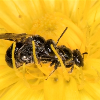 Lasioglossum sp. (genus) (Furrow Bee) at Dunlop, ACT - 19 Feb 2025 by kasiaaus