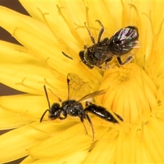 Lasioglossum sp. (genus) at Dunlop, ACT - 19 Feb 2025 10:49 AM