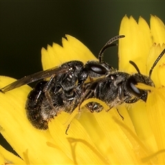 Lasioglossum sp. (genus) (Furrow Bee) at Dunlop, ACT - 19 Feb 2025 by kasiaaus