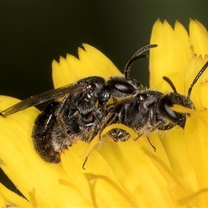 Lasioglossum (Chilalictus) lanarium at Dunlop, ACT - 19 Feb 2025 by kasiaaus