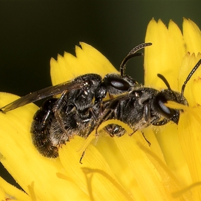 Lasioglossum sp. (genus) (Furrow Bee) at Dunlop, ACT - 19 Feb 2025 by kasiaaus